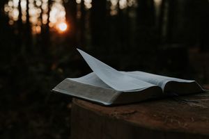 The sacred wood of books.jpg